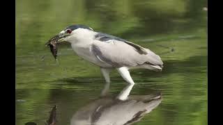 TIẾNG VẠC MỒI 2025:(BẢN HUỶ DIỆT):