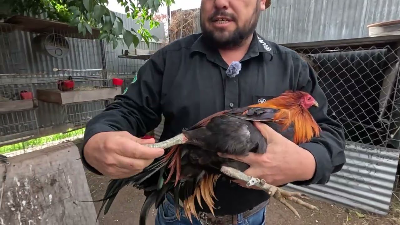 Старик показывает ему жеребцов