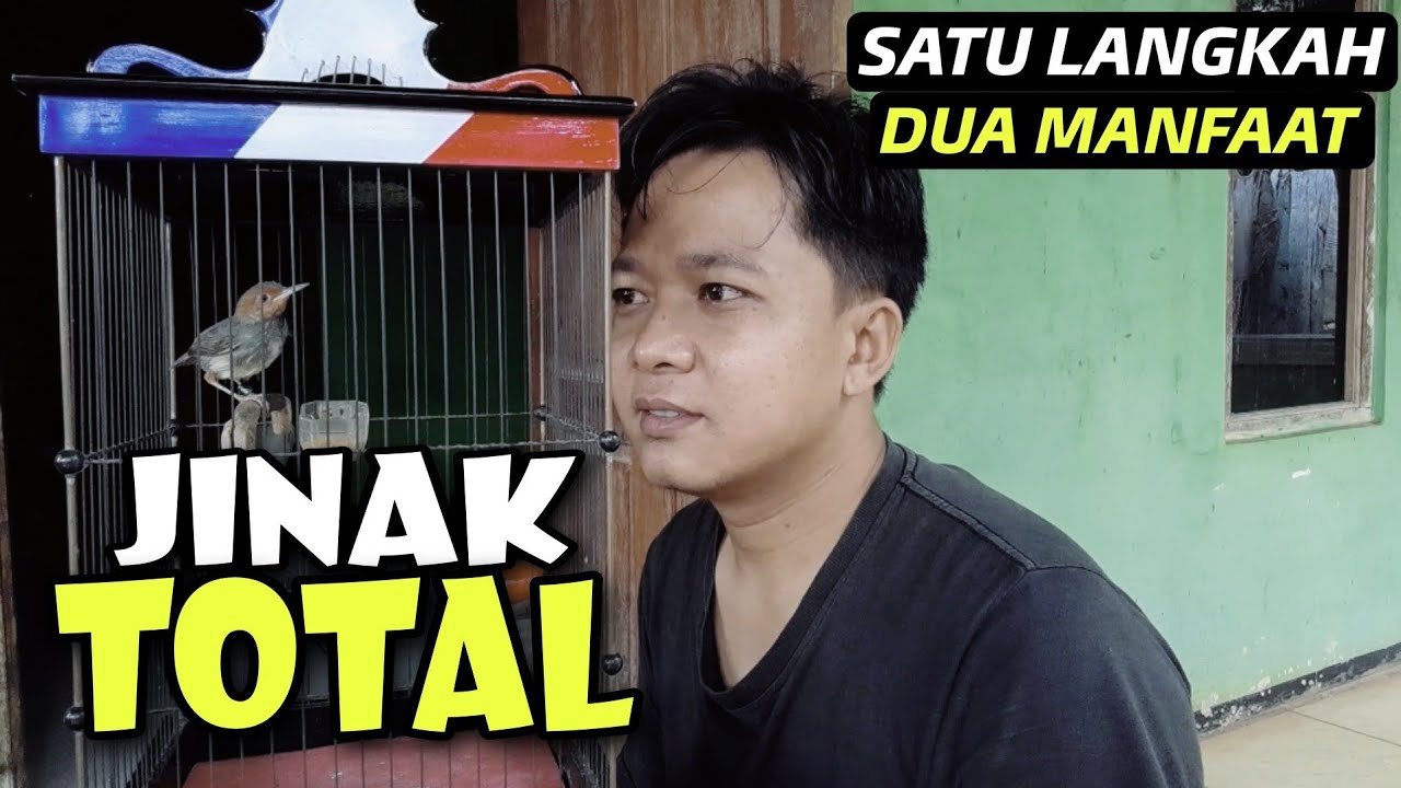 Cara ampuh menjinakan burung prenjak || TERAPI LAPAR ‼️