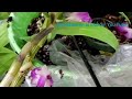 ¿Cómo rescatar Dendrobium podrídos? #orquídeas