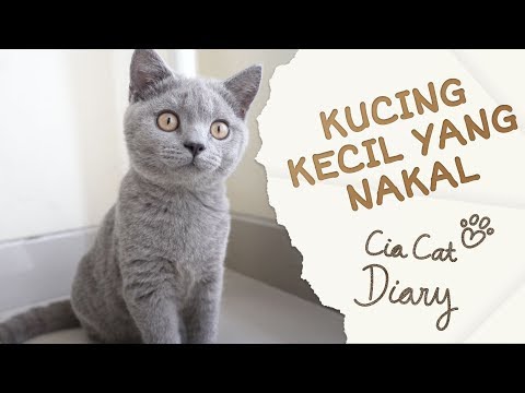 Kucing Kecil yang Nakal - Cia Cat Diary - Ep 2 [ENG SUB]