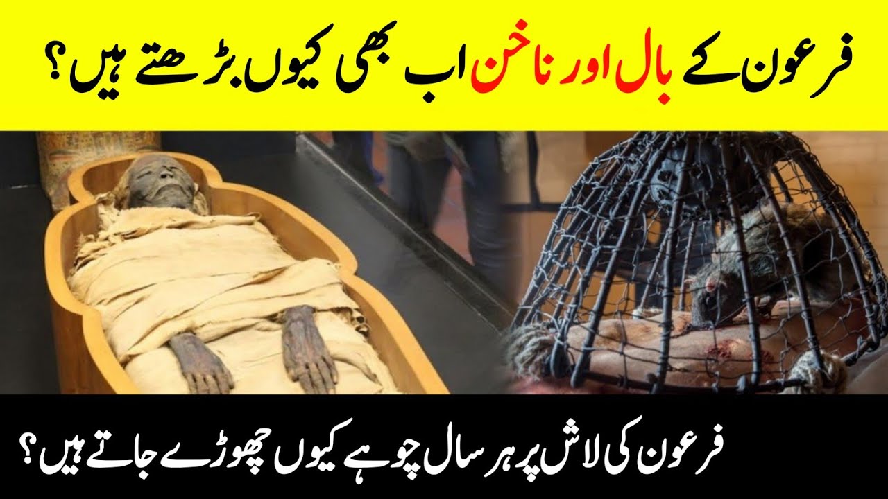 Is Pharaohs Hair and Nails Still Growing  Unbelievable Facts About The Mummy Of Pharaoh