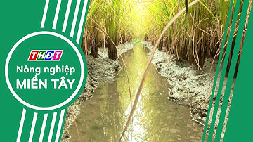 Toàn cảnh Nông nghiệp - 19/5/2025 | Nông nghiệp Miền Tây