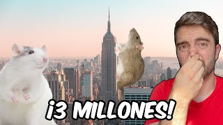 Las ratas de Nueva York: imposible deshacerse de ellas