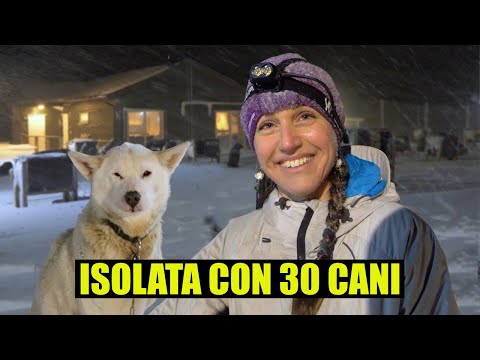 Video: L'isola dei cani si è fermata?