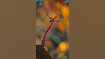 Amazing ladybug wings       #ladybug#top macro#   #macrovideo#coccinellidae#nature lovers#macro bril