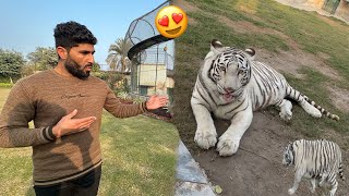 Hand Tamed White Tiger Sy Milne Gae