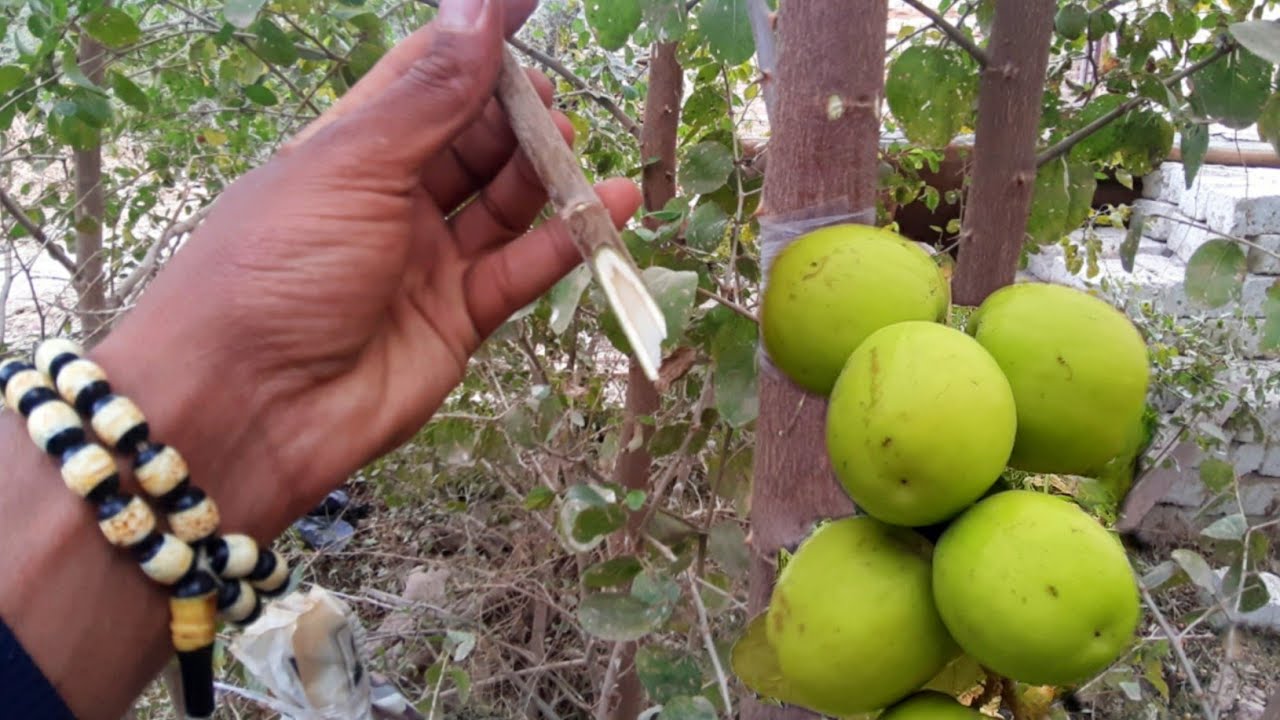 لأول مرة |٣طرق في تطعيم السدر التفاحي|اختر ما تحب|