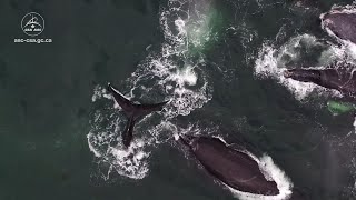 Turning To Space To Help Protect The North Atlantic Right Whale