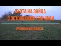 Охота на зайца с эстонскими гончими. Ростовская область.