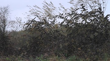 Vroege Vogels - Zwart van de spreeuwen