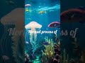 The Jellyfish Paradox #Science #Exploring #Jellyfish #Weird #Immortal #Sea #Marine #Underwater