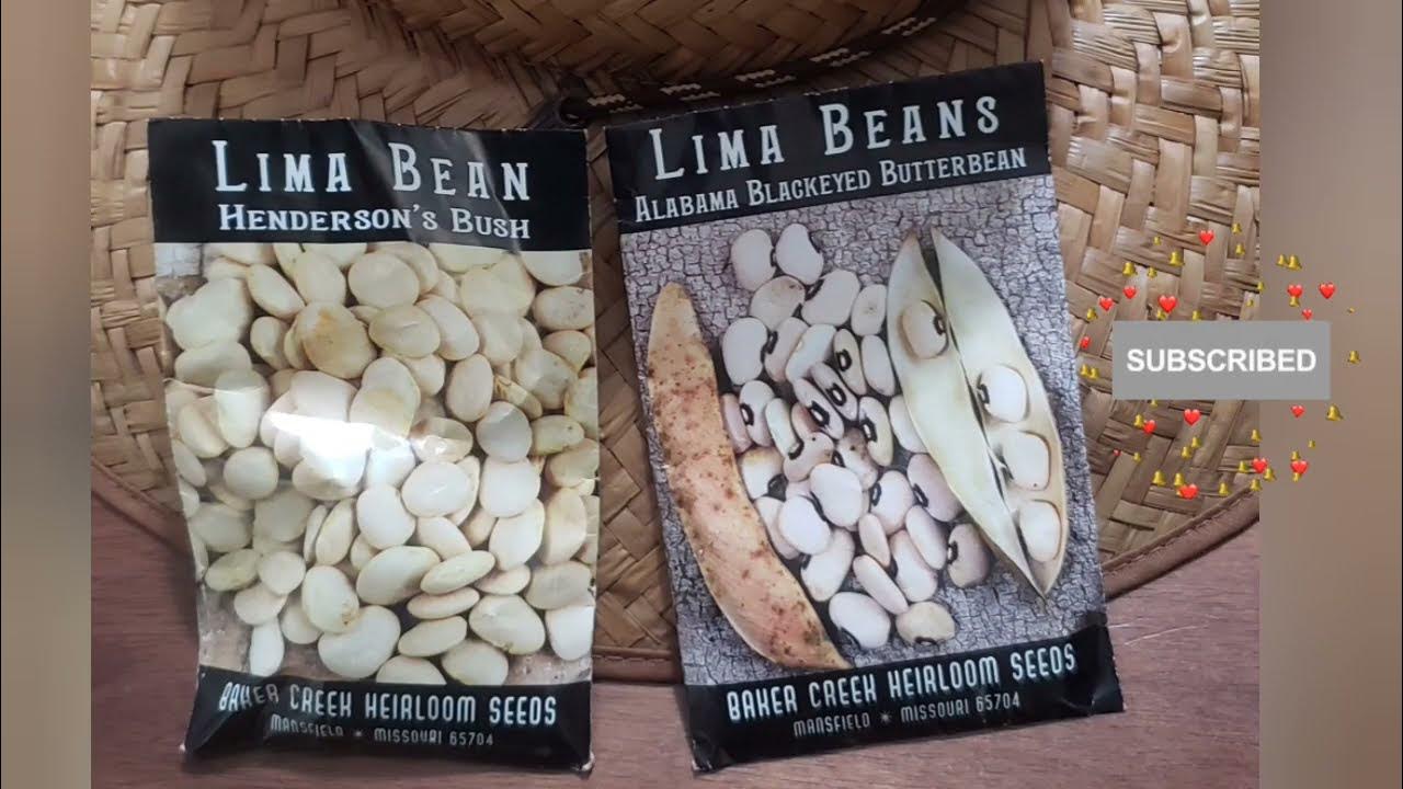 First weekly update on growing beans in containers Lima beans