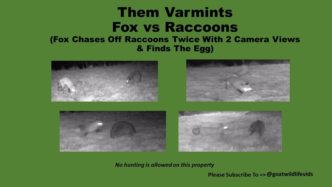 Fox vs Raccoons 2 - YouTube
