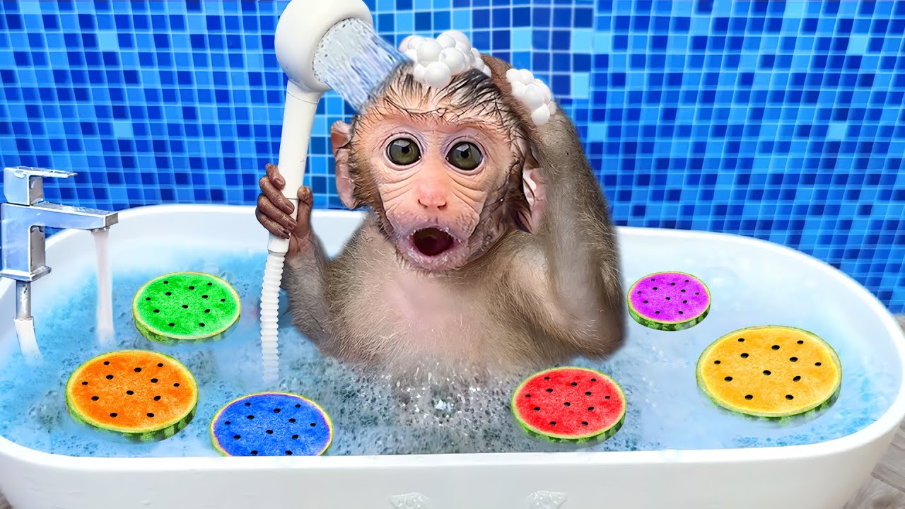 Mono BonBon nada genial en la bañera de burbujas arcoíris y come sandía deliciosa