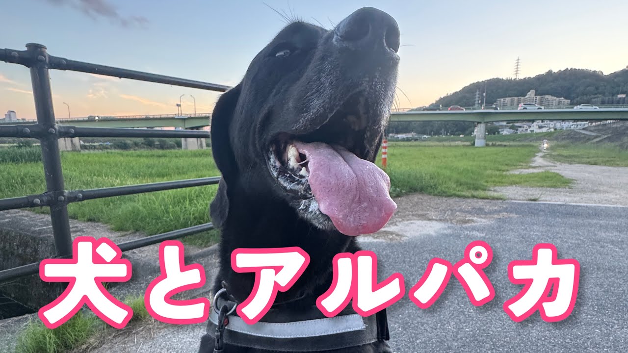 アルパカと柵越しに対面できるレアなドッグラン