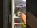 Mẹo vặt : khử mùi hôi tủ lạnh cực kỳ hiệu quả #meohay #nhacuadoisong #doanhtrainghiem