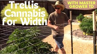 How to Trellis Net Cannabis Plants to Grow Wide &amp; Increase Yield