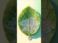 Nature is smarter than it looks!! #biomimicry #shorts