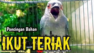 Download Lagu srigunting abu abu gacor TERCEPAT BIKIN BAHAN GACOR MP3