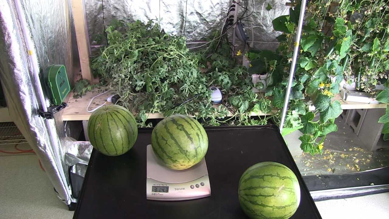 Hydroponic Watermelon grown indoors - YouTube