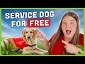 FREE Service Dogs: 10 Agencies for Low Income—Apply Now!