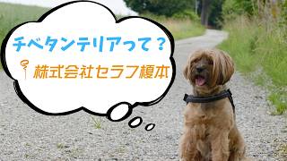 【犬種紹介】チベタンテリアについて【ペットリフォームのセラフ榎本】