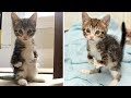 【感動実話】前足が不自由だったため、後ろ足で立つことを学んだ子猫。障がいを抱えながらも、元気に成長していく姿に胸が熱くなる