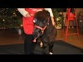 Tinker the miniature bell-ringing horse named &#39;Horse of the Year&#39;