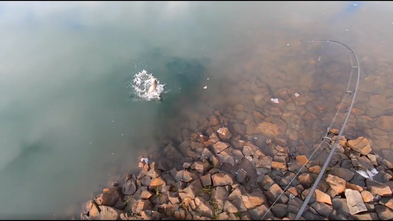 GREAT LAKE BROWN TROUT FISHING Moores Soft Plastics YouTube