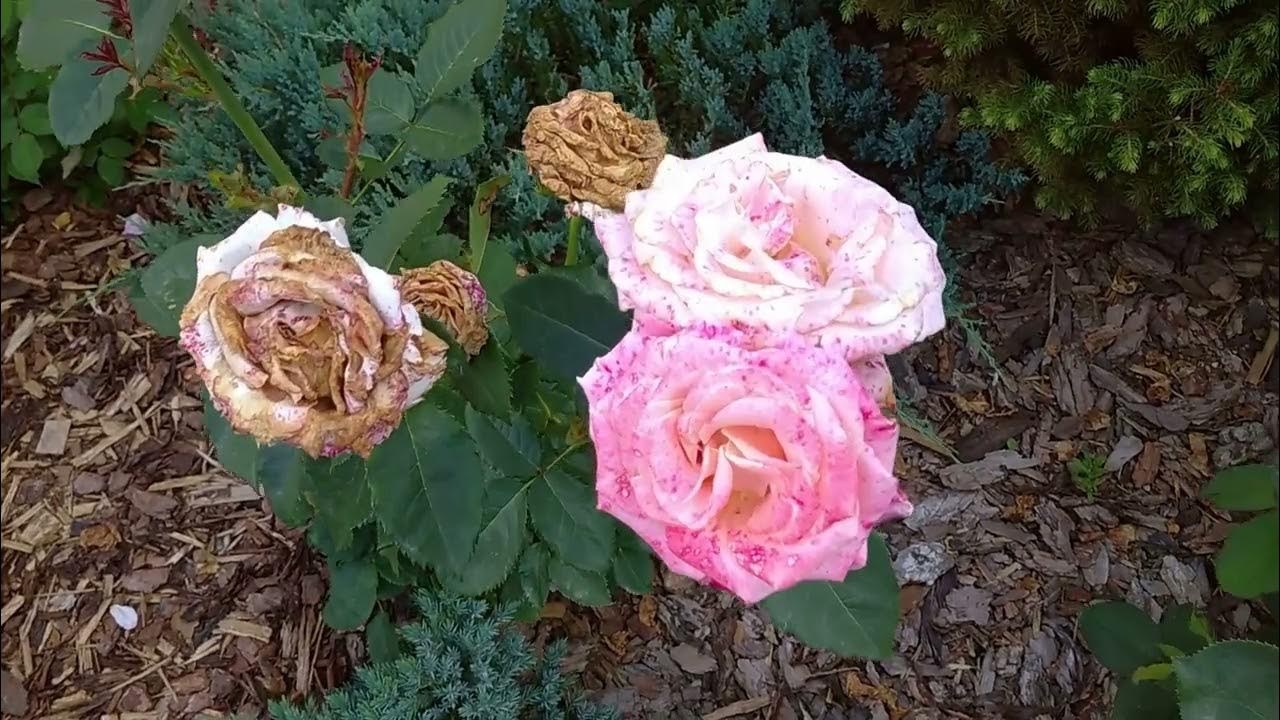 Вся ПРАВДА О РОЗЕ МИСС ПИГГИ🌹🌹🌹 - YouTube