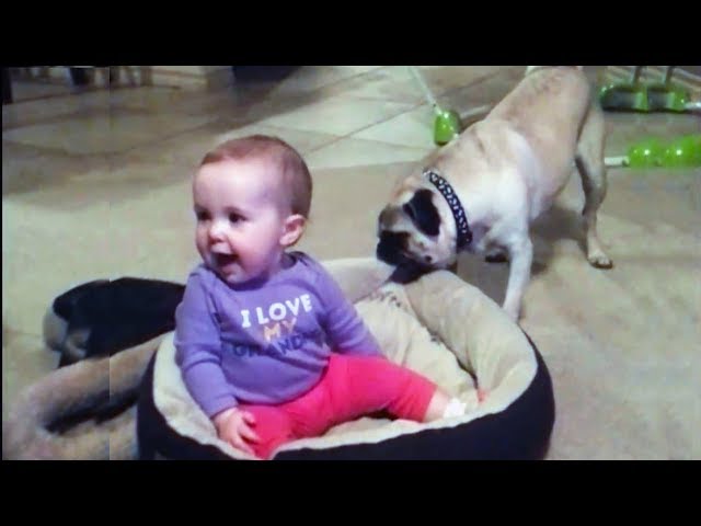 Bebes Et Chiens Adorables Jouant Ensemble Youtube