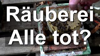 Tod durch Räuberei - Begattungsvölkchen ausgeräubert und getötet - Dunkle Biene Königin tot