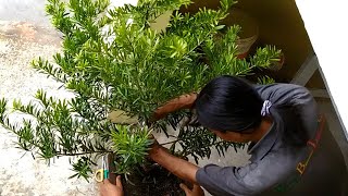 Proses Pembentukan Bonsai Lohansung dari Bahan jadi Gaya Terjun ditekuk Nyaris Patah