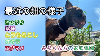 【家庭菜園】最近の畑の様子3。きゅうりと紫蘇が収穫時期に入りました!アブラムシ被害から一変オクラの現在。エダマメもさやができてきました!とうもろこしもぐんぐん成長しています。ぜひ見にきてください! 【家庭菜園】最近の畑の様子3。きゅうりと紫蘇が収穫時期に入りました!アブラムシ被害から一変オクラの現在。エダマメもさやができてきました!とうもろこしもぐんぐん成長しています。ぜひ見にきてください!
