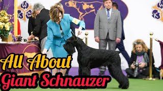 Giant Schnauzer :life with Giant Schnauzer dogs [all about Giant Schnauzer] by SCHNAUZERS FRIENDS CLUB 218 views 1 year ago 3 minutes, 31 seconds
