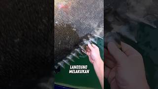 Nemu Ikan Kerapu Raksasa PINGSAN 😱 #unik #faktaunik