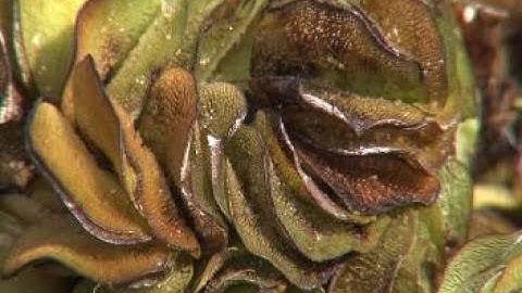 Art students make paper from invasive plants
