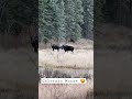 Don't mind him and his ladies. 😅 #moose #colorado #shorts