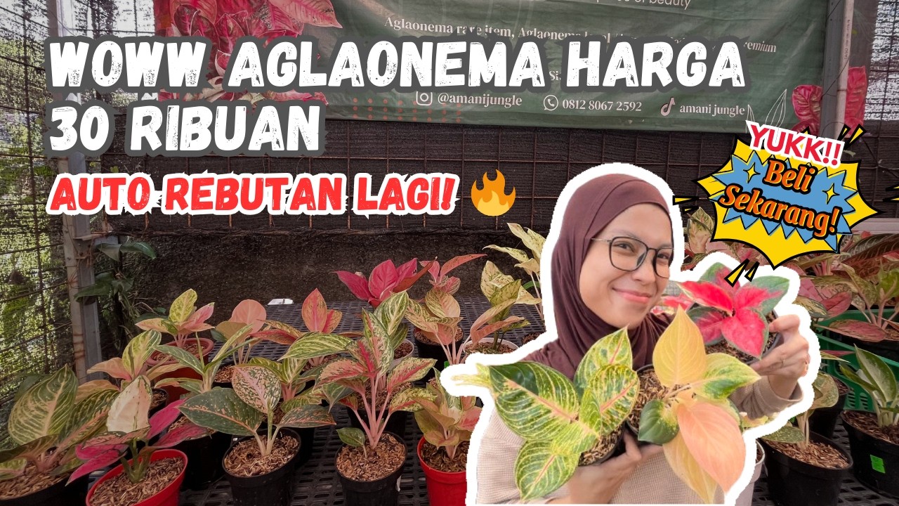 WOWW AGLAONEMA HARGA 30 RIBUAN, AUTO REBUTAN LAGI!!