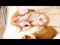 家に来て４８時間後にはヘソ天しちゃう生後５日の子猫。【保護猫】