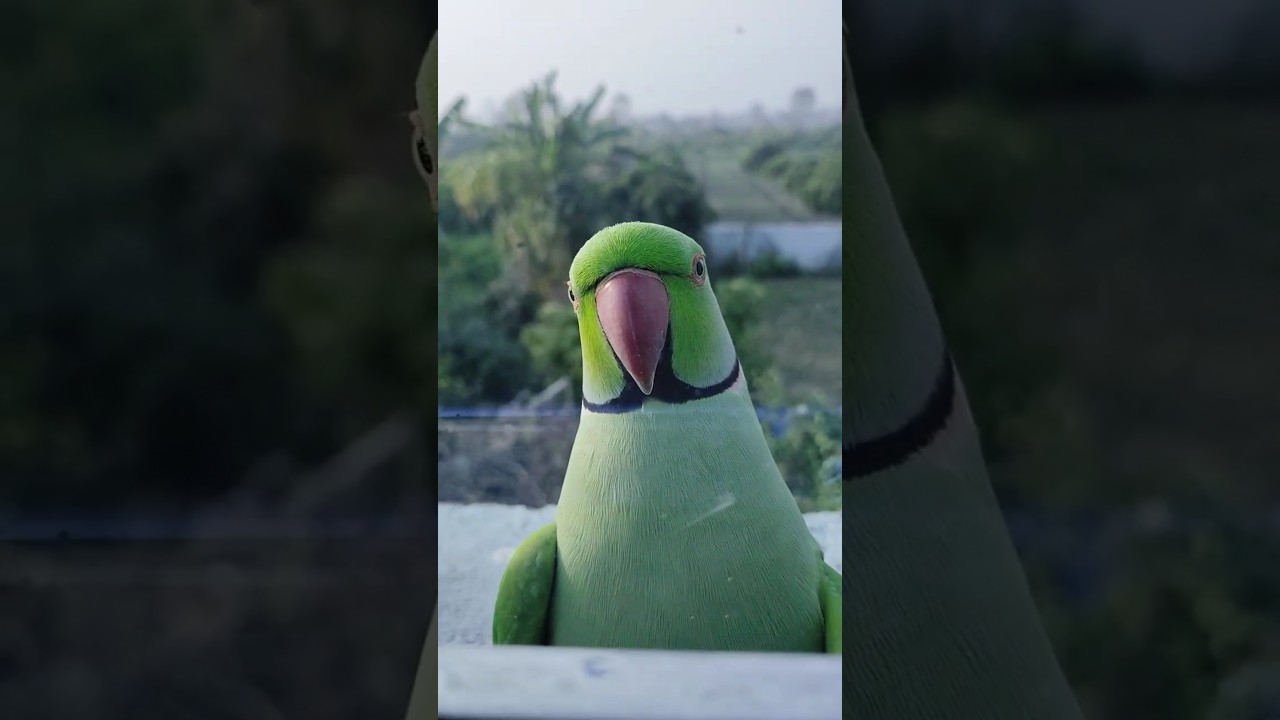 🦜 parrot said something 😊 #birds #parrot #farming #food #organicfarming