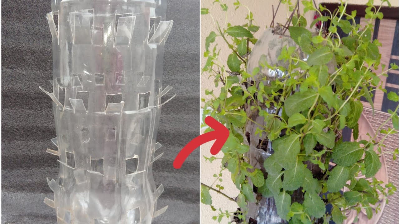 Mint plant grow in plastic bottle /How to Grow Pudina/ Mint Plant in