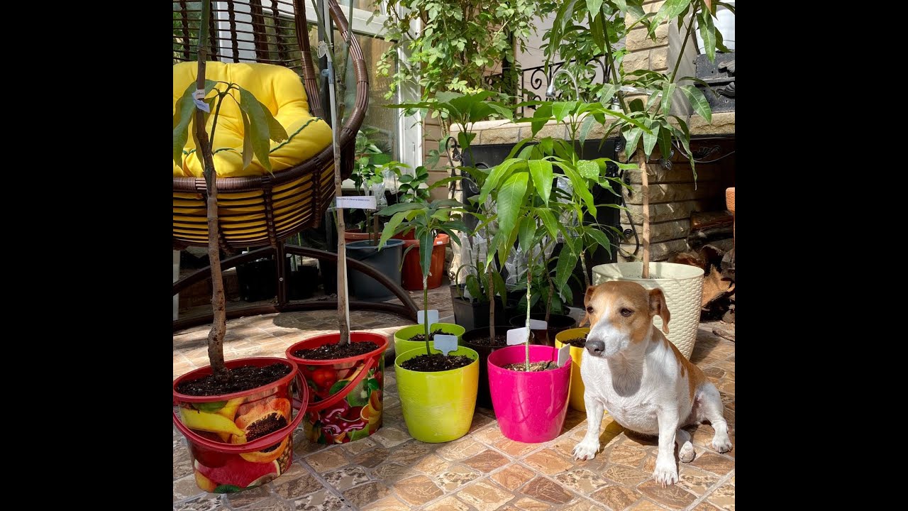 Саженцы манго, домашние,  испанские, египетские. Обзор