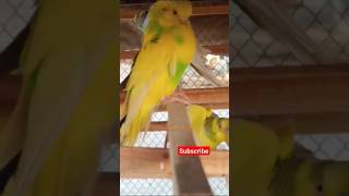 Bajrie Parrots Sound budgies cute pets