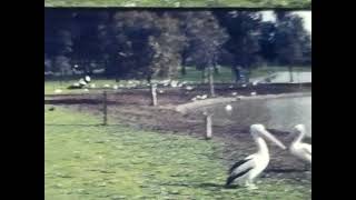 Balyang Sanctuary Geelong Circa 1970S Found 8Mm Film