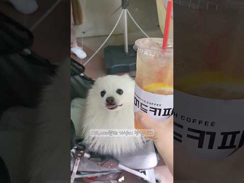 🐶🐕포포랑 산책 <strong>나갔다가</strong> 발견한 커피숍  ₩2,000에 좋아하는 시원하고 달콤한 에이드🥤🧋🍹 실컷 먹고 왔습니다.