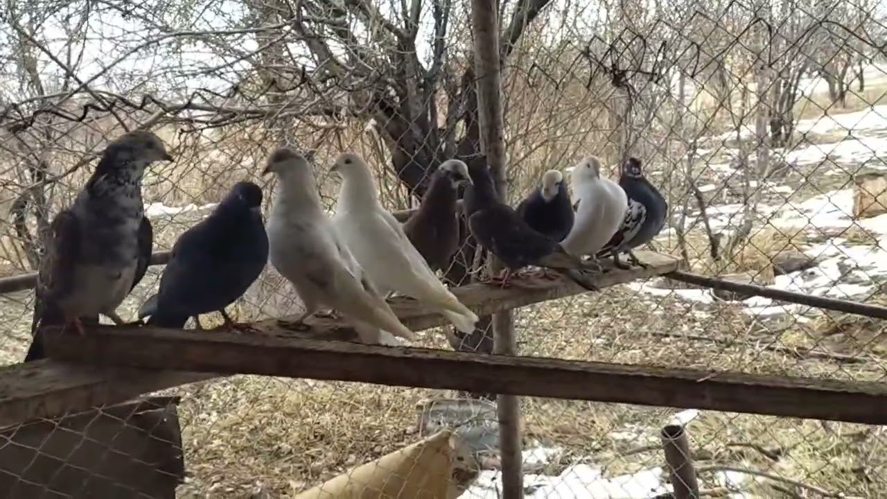 Ziyarətə getdim (göyərçin verdilər)