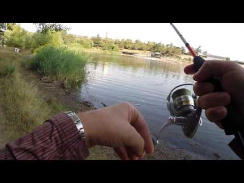 3 დღე მიზანმიმართულად ქარიყლაპიაზე. კუს ტბა. Щюка на спиннинг