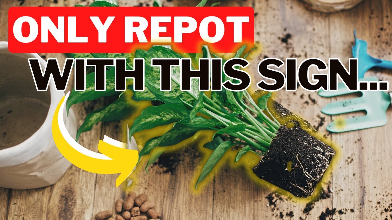 Should You Repot A New Houseplant Right Away? Reasons Why You Should Wait To Repot! YouTube